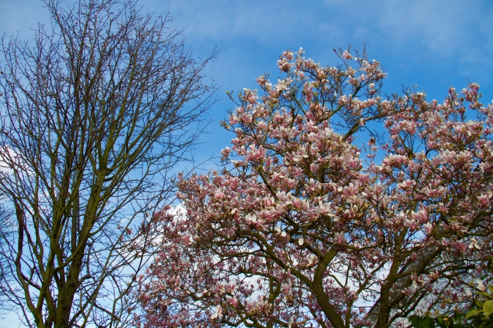 CRTQ Spring Blossoms - 1