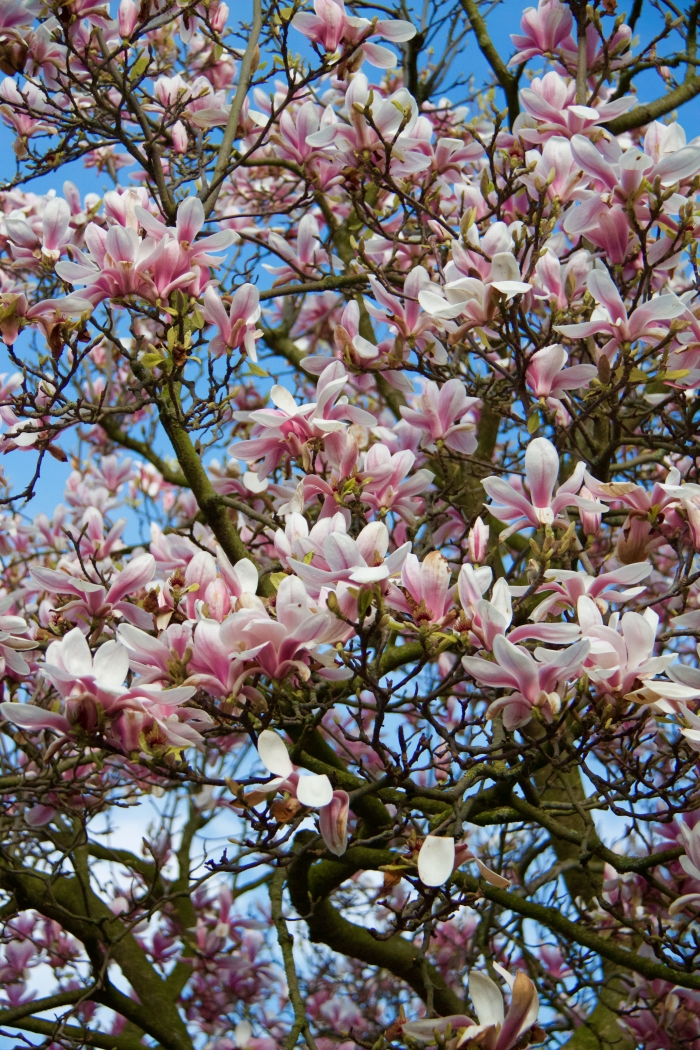 CRTQ Spring Blossoms - 2