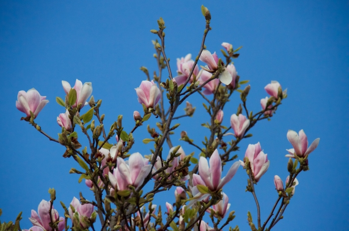 CRTQ Spring Blossoms - 3